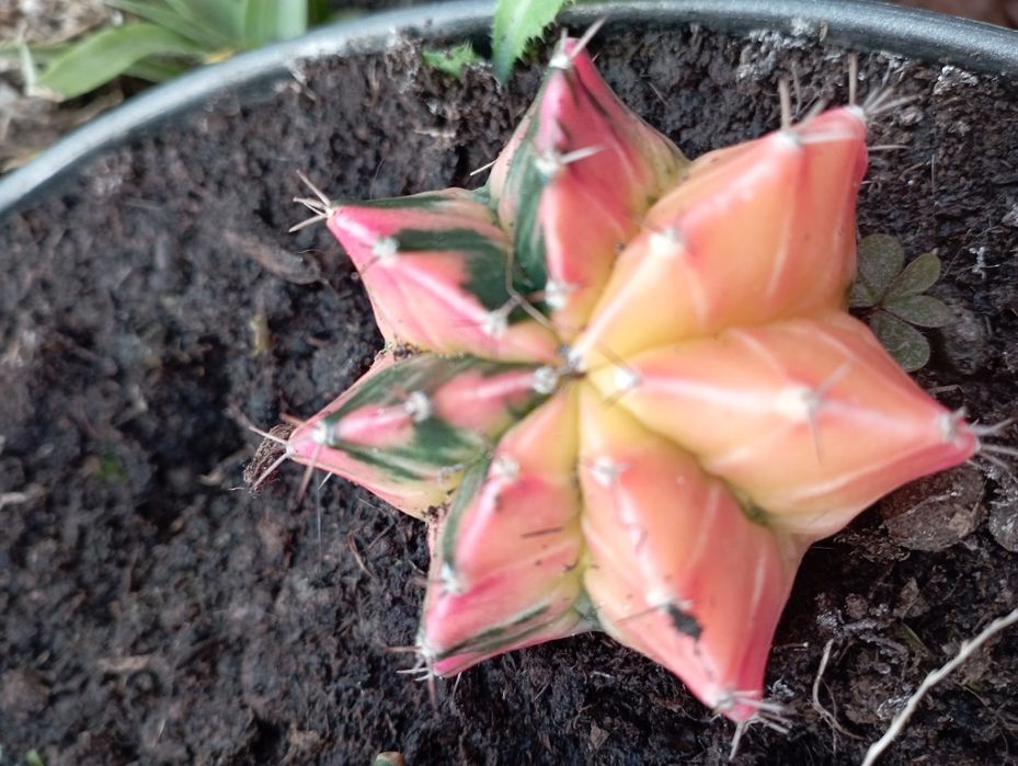 Kaktusy gymnocalycium mihanovichii veriegata