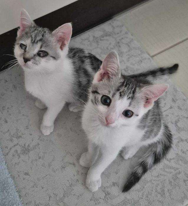 Prześliczne kocie rodzeństwo do adopcji