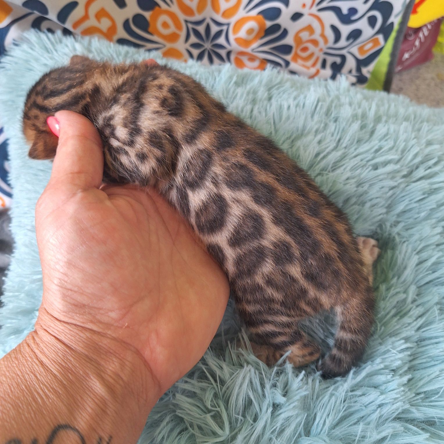 Koty bengalskie do rezerwacji