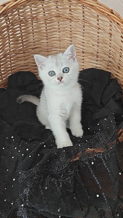 Девочки и мальчик серебристые шиншиллы