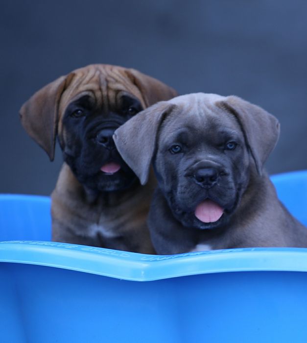 Розплідник пропонує