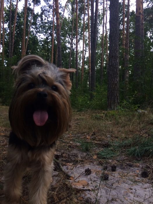 Вязка Йоркширский терьер