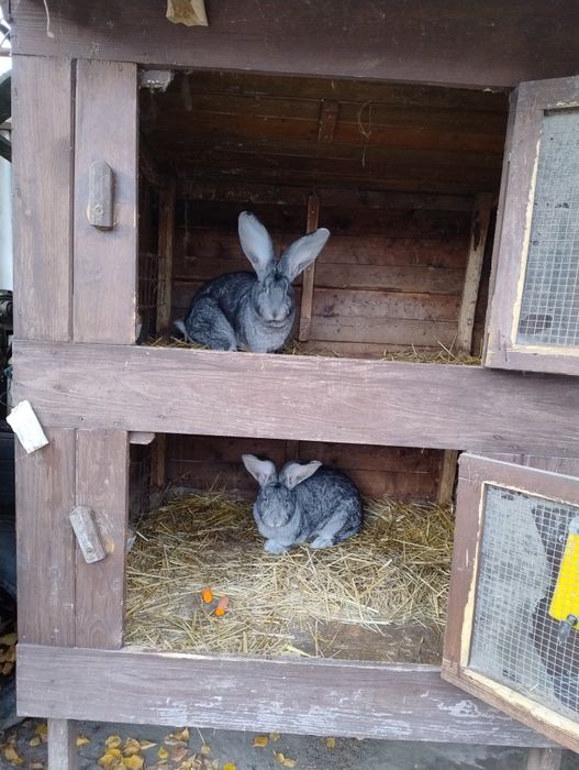Olbrzym Belgijski Szynszylowy