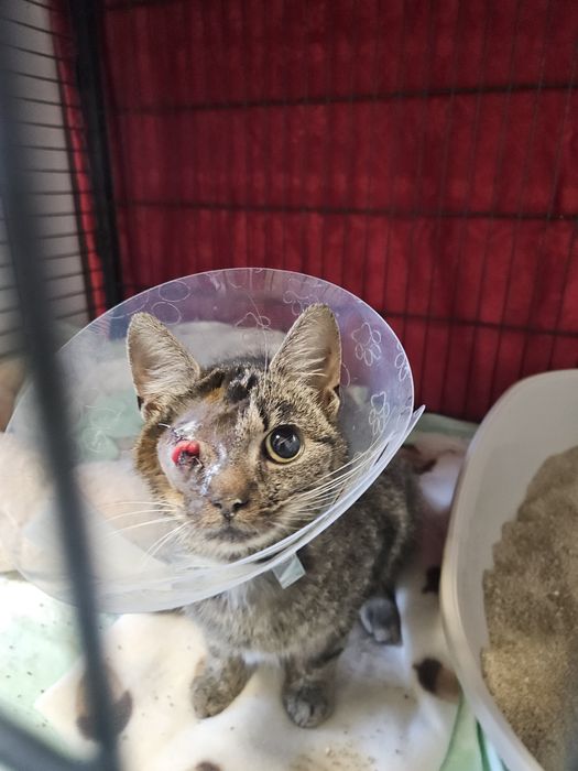 Lucynka,  znaleziona w lesie, niewidoma kotka, pokochaj