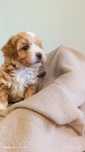 Sunia Maltipoo z rodowodem
