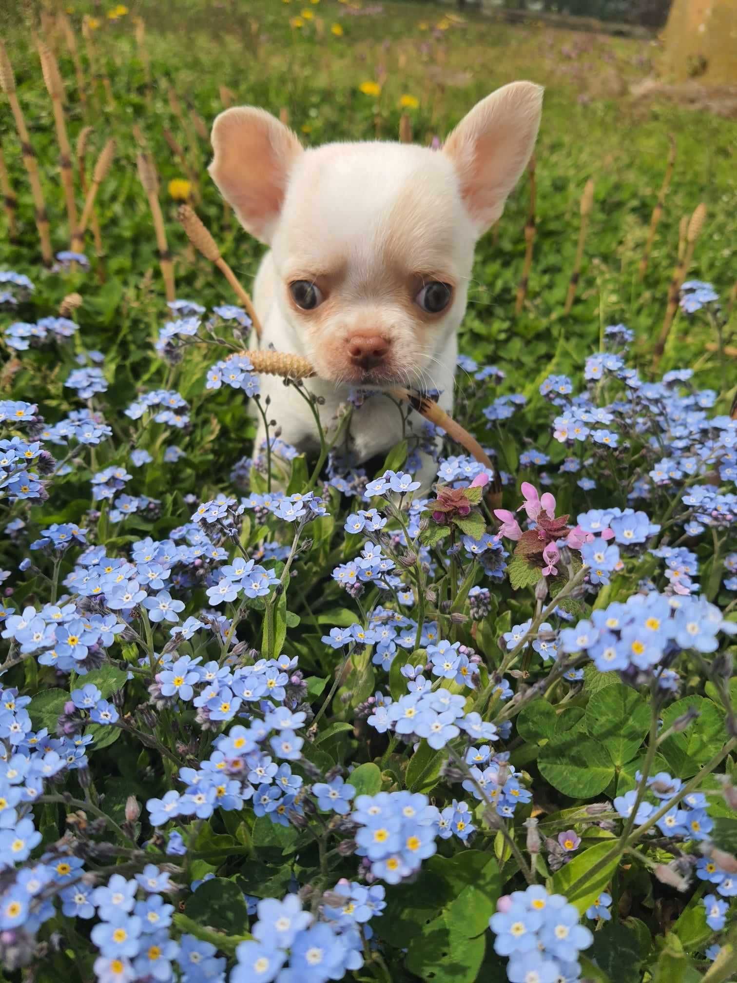 Chihuahua dziewczynki  rezerwacja