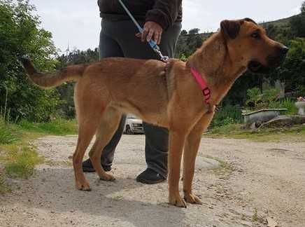 a BEATRIZ é uma cachorrinha xXARPEI está para ADOÇÃO!