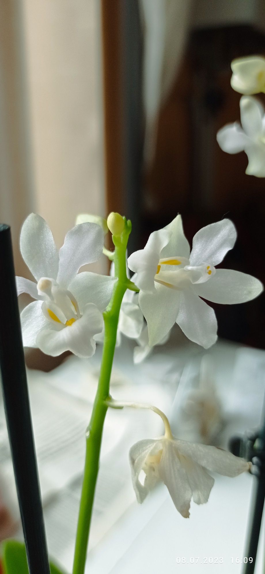 Орхідея фаленопсіс сорт пульчеріма біла