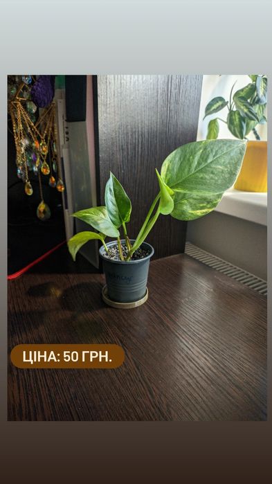 Сциндапсус золотистий