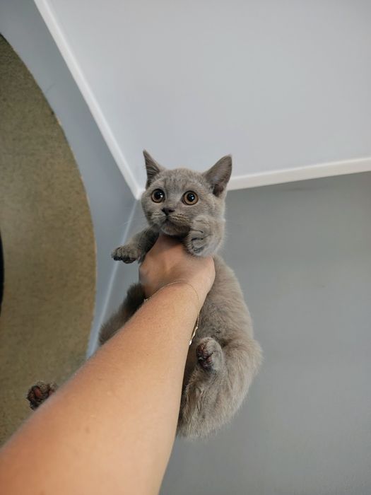 Piękna koteczka Brytyjska liliowa gotowa do odbioru