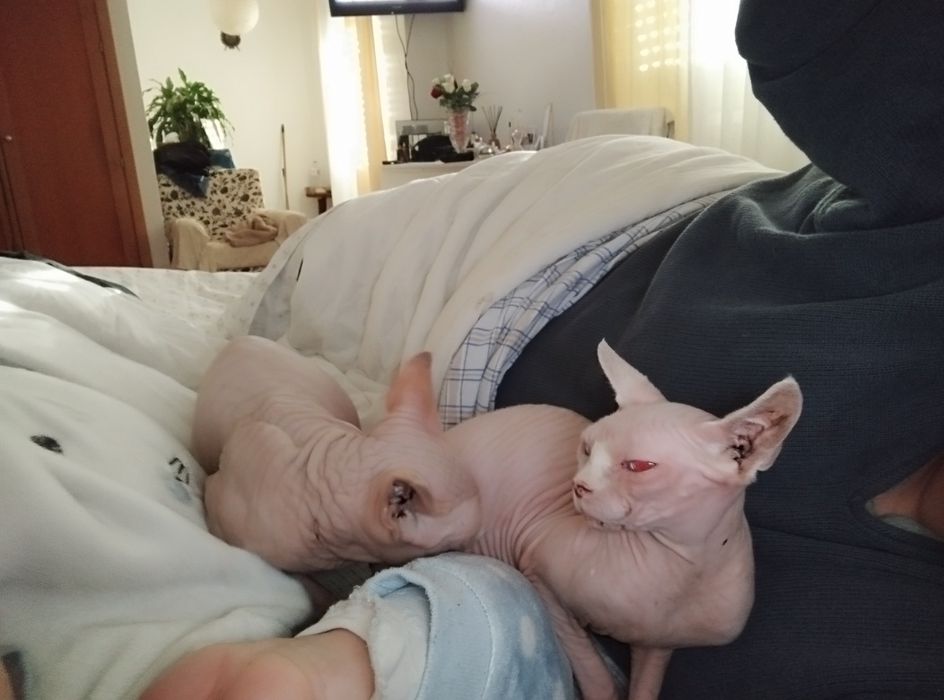 Gatos sphynx casal