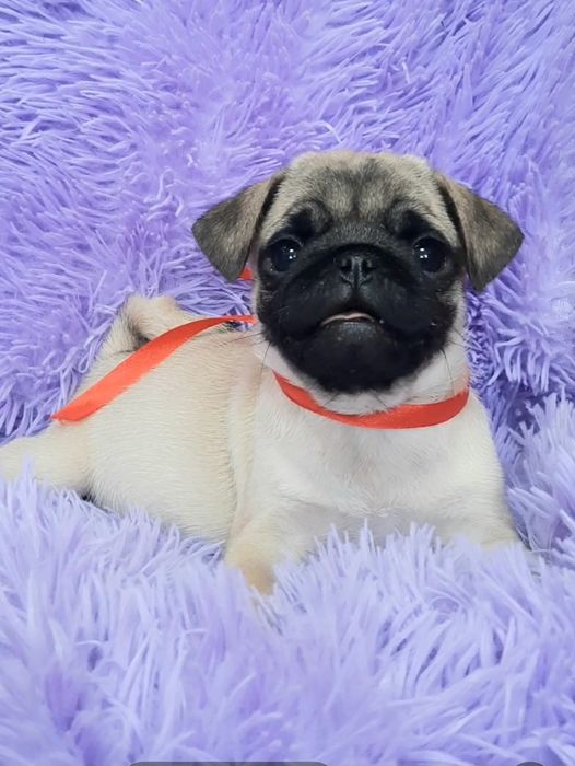 Мопс цуценята.грайливi