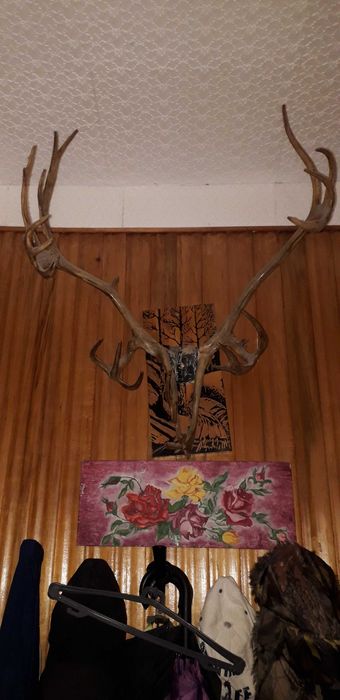 Рога оленя натуральные