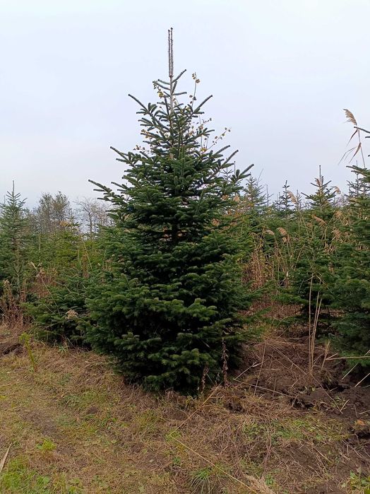 Jodła kaukaska 5 metrowe drzewa