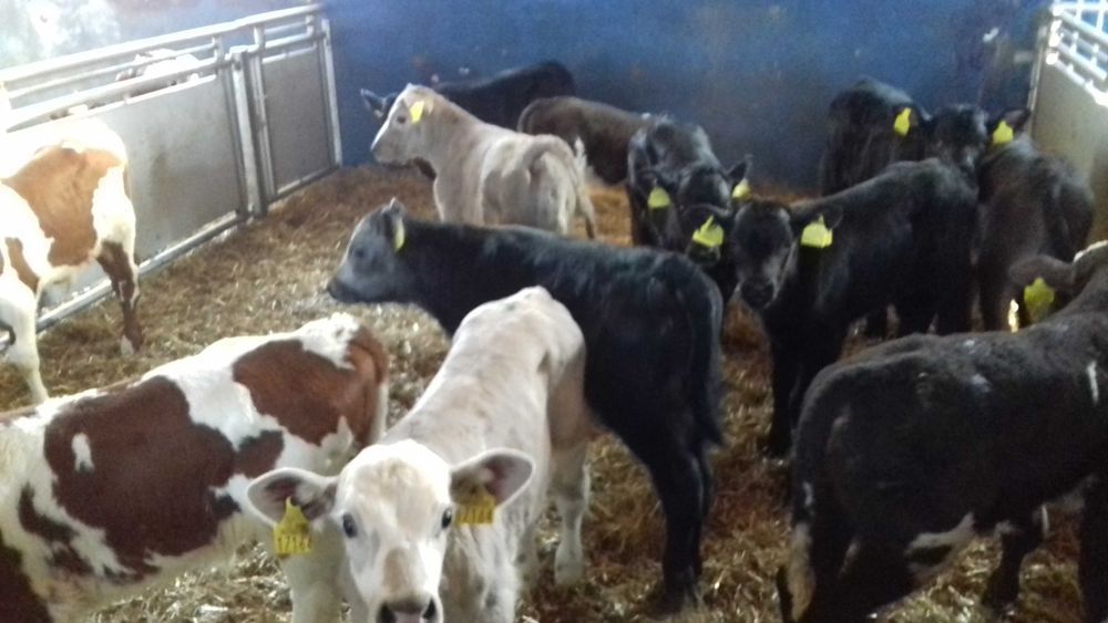 Cielęta, cielaki, byczki oraz jałówki mięsne, MM,MS,HF transport