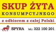 - Żyto hybrydowe -