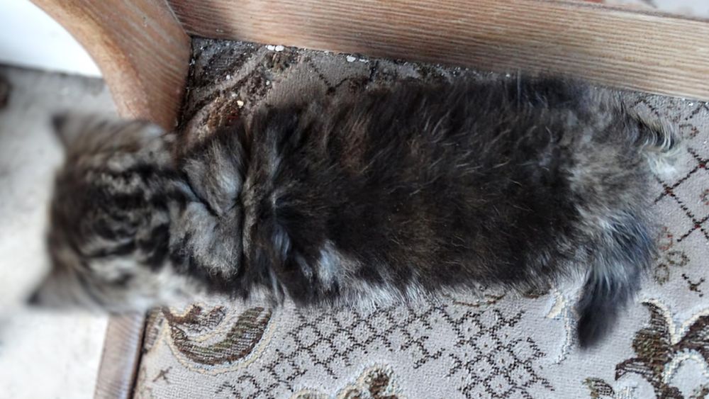 Kot, Kotka szkocka złoto czkoladowa tabby