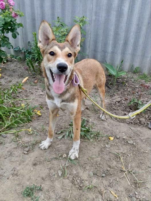 Терміново! Потрібні домівки цим сестричкам!