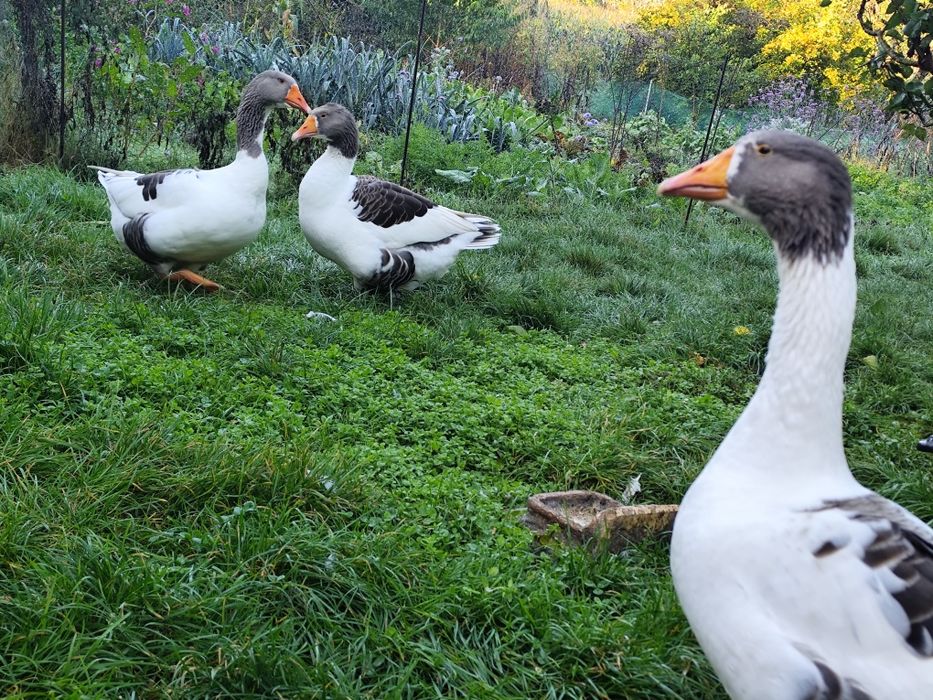 Sprzedam piękne Gęsi Kartuskie