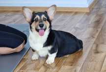Welsh Corgi Pembroke,  Naturalny Bobtail, piesek