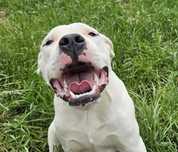 Dog Argentyński Dogo Argentino szczeniaki FCI rodowód ZKwP