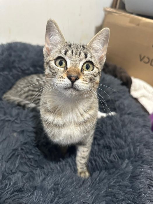 Gatinhos bebes para adoção responsavel