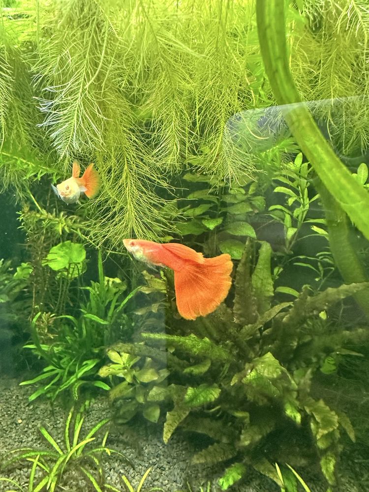 Casal guppys red albino