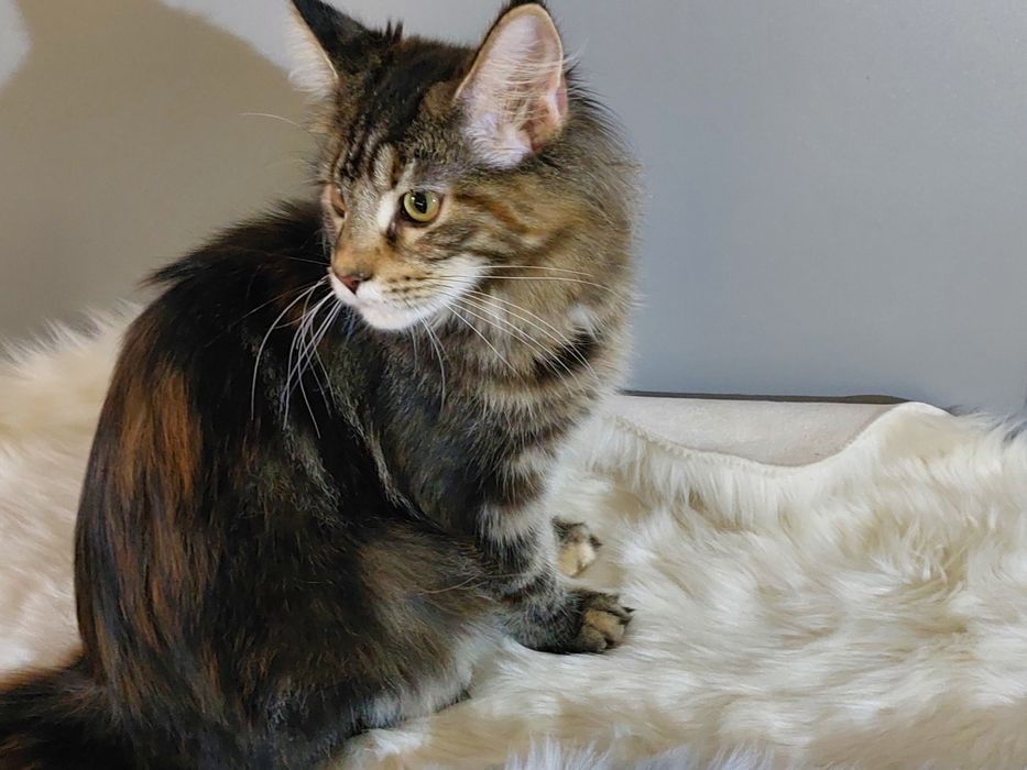 Xylia koteczka MCO FPL/FIFE