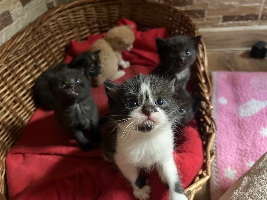 Kociaki szukają domu