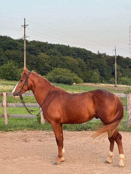 Продаж жеребця 4 роки (кінь, коні, лошадь, кобили)