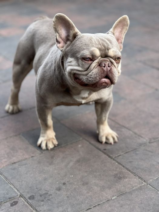 Лиловая мерле девочка (большой выбор щенков)