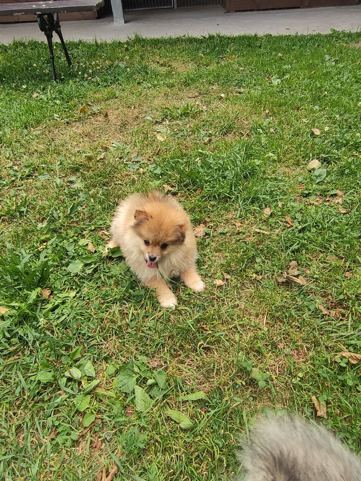 Szpic miniaturowy pomeranian szpice z metryką i czipem