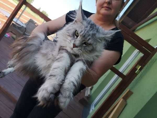 kocur z prawami hodowlanymi  /  hodowla Maine Coon FPL/FIFE