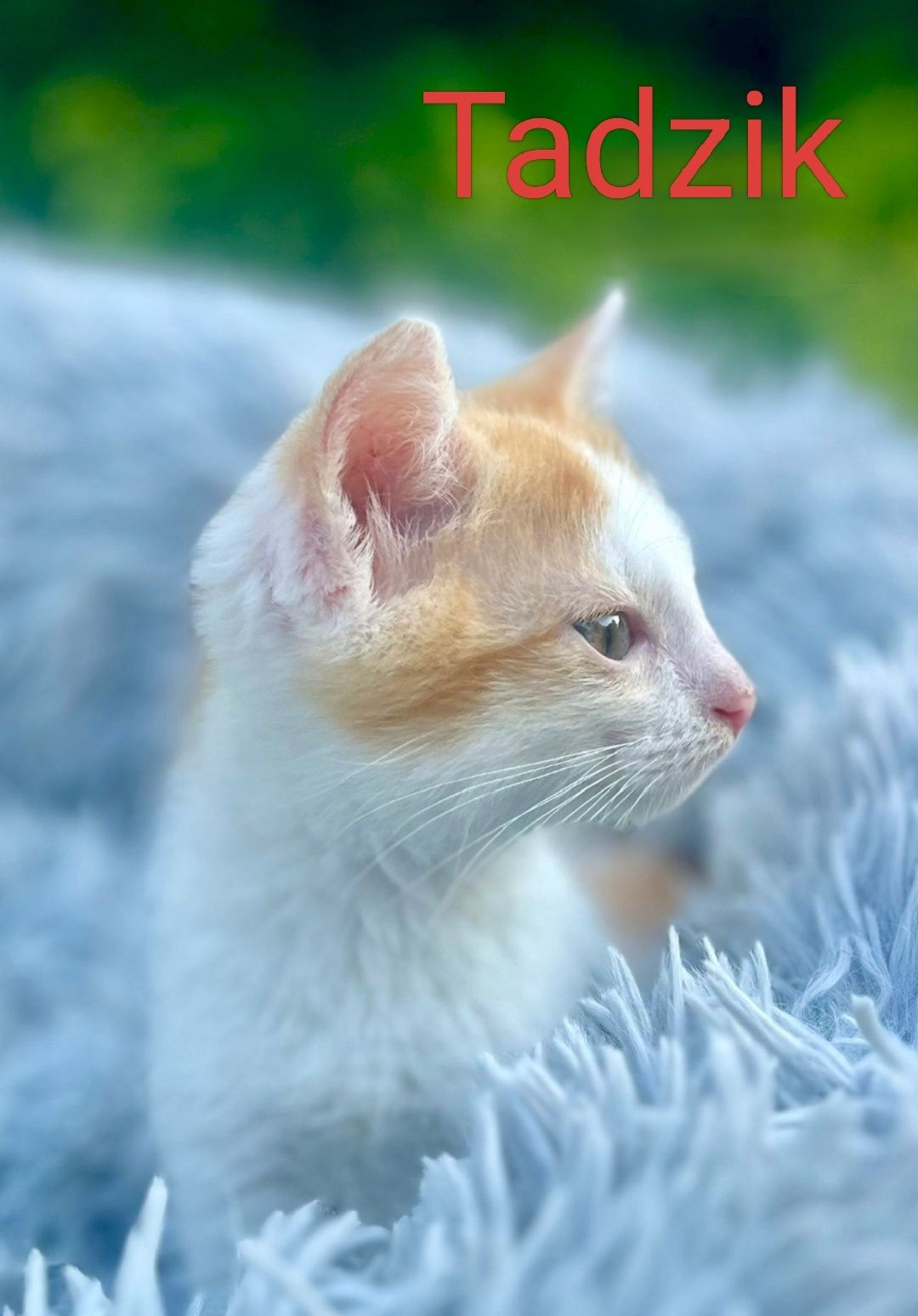 Tadzik i Cynamon polecają się do adopcji :)