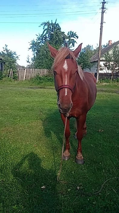 Продам робочу кобилу