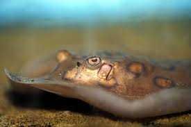 Płaszczka motoro - Płaszczka plamista - SAMICE