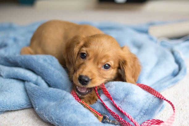 Англійські кокери – грайливі та ніжні малюки