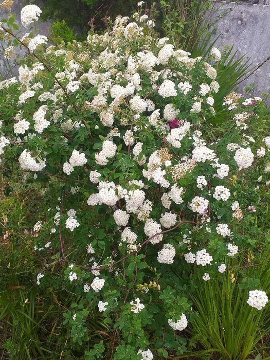 Spiraea Vanhouttei arbusto de flor branca