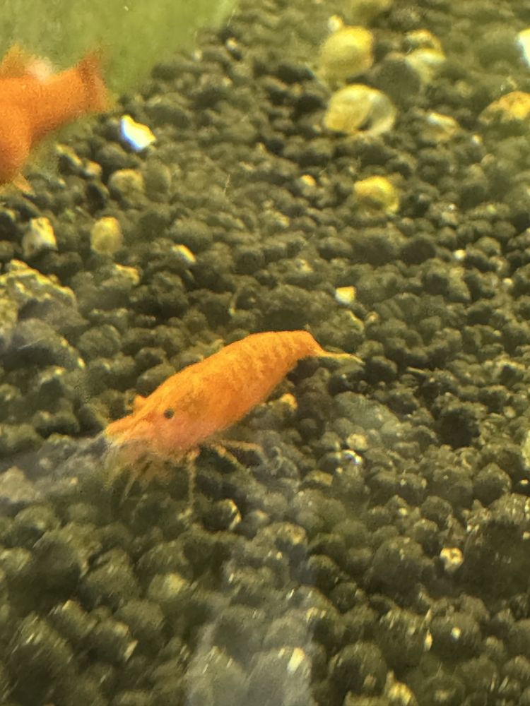 Krewetki Neocardina ORANGE