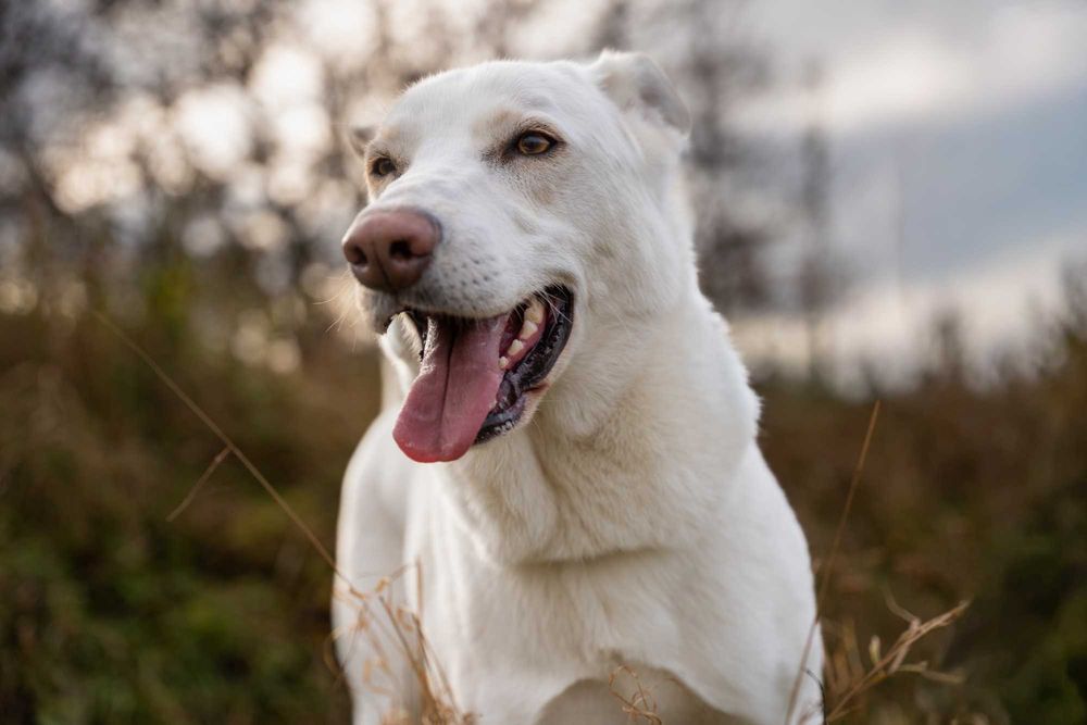 BIANCO - piękny, duży, domowy pies