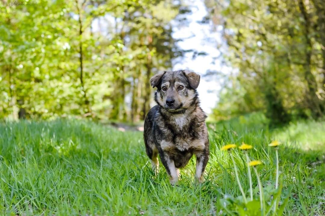 Niskopodlogowy Karol marzy o swoim domku!