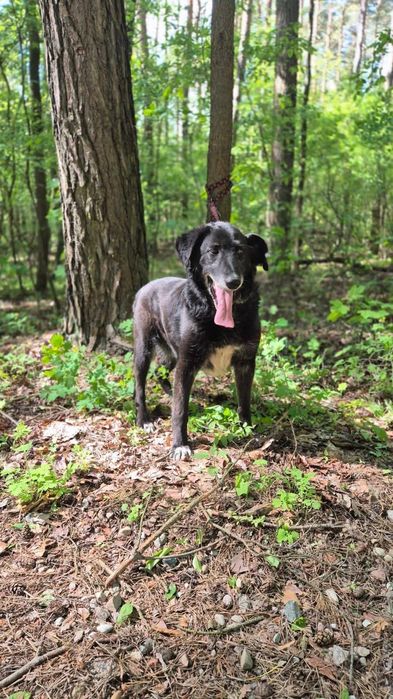 "Chart" Węgielek szuka domu!