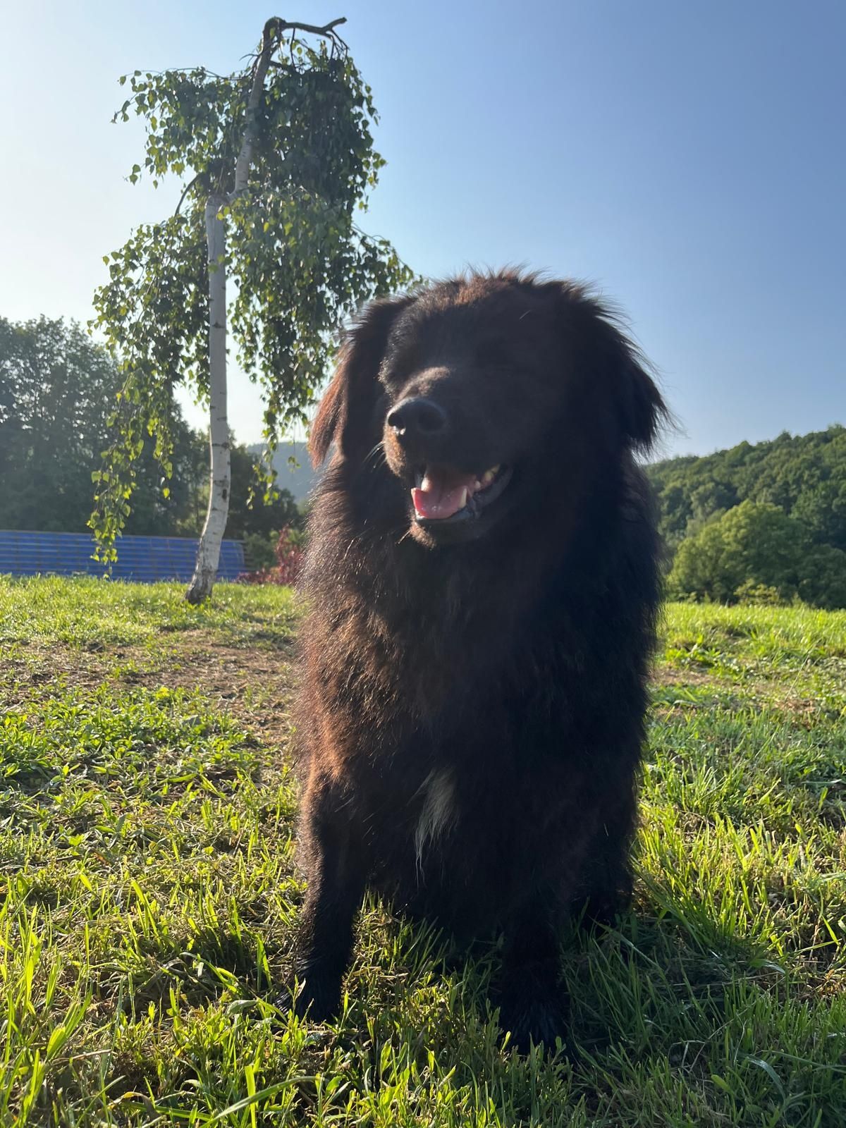 Do adopcji 15kg długowłosy samiec