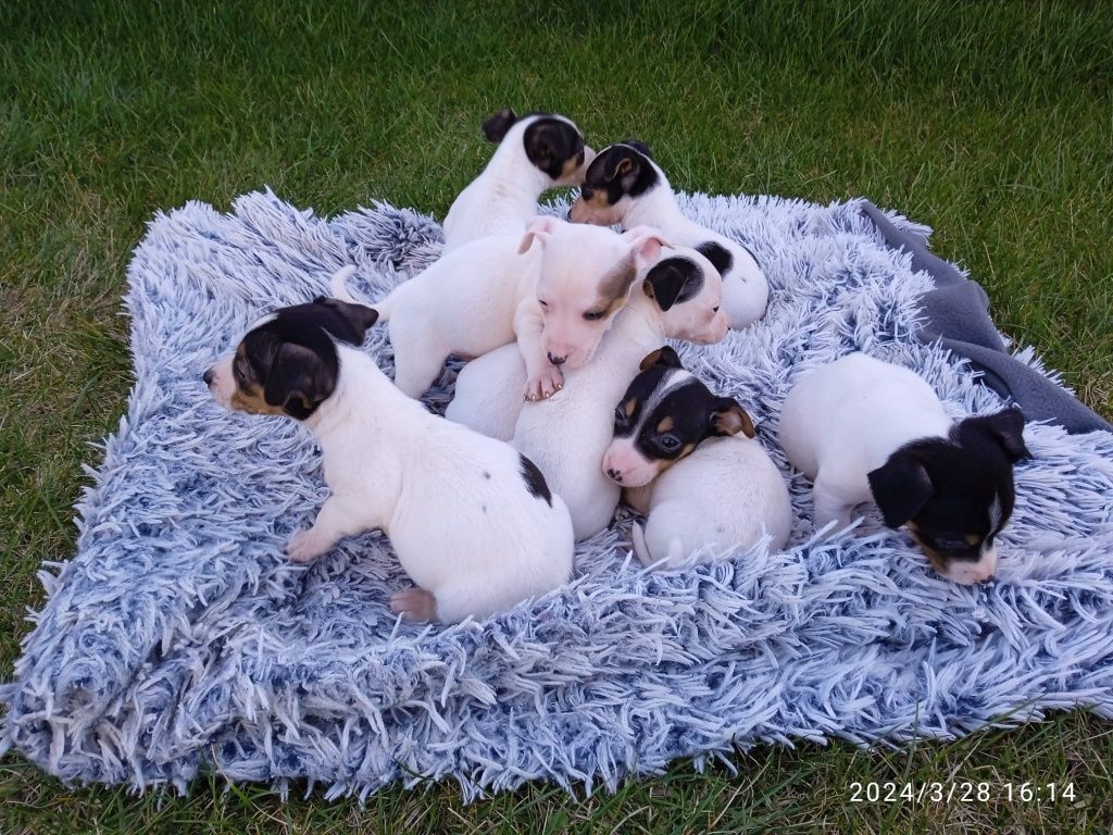 Jack Russell Terrier Piękny Szczeniak !!!