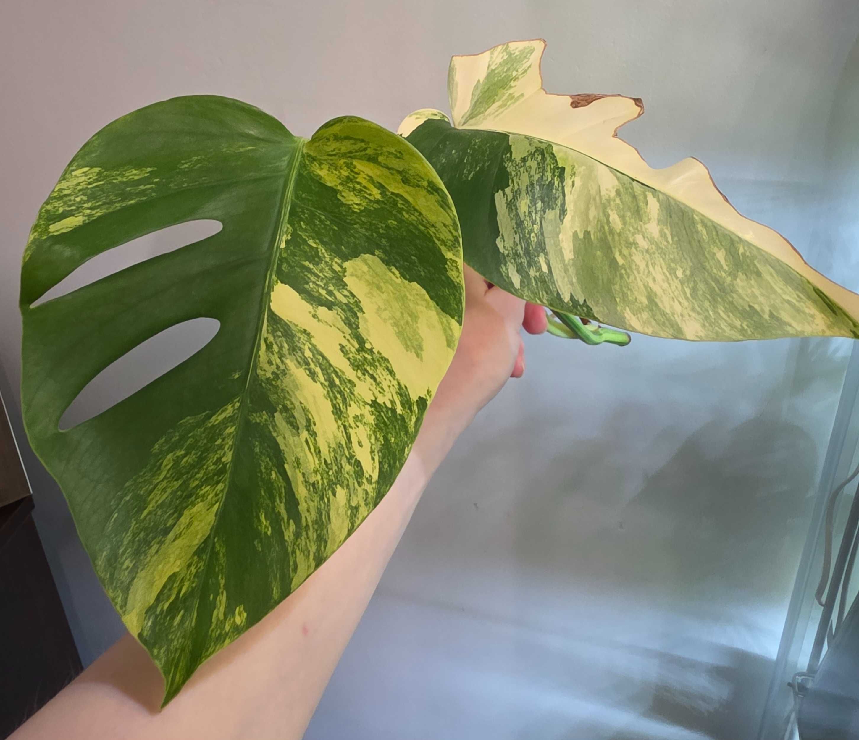 Monstera Marmorata