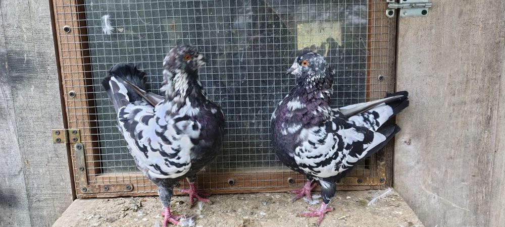 Sprzedam gołębie ozdobne