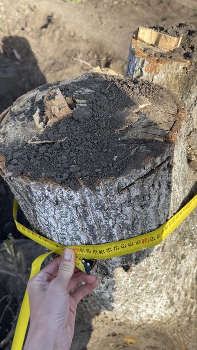 Корінь грецького горіха, свіжий 15-20 років