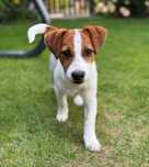 Jack Russell Terrier P I E S E K rodowód Kennel Club rodzice FCI/ ZKwP