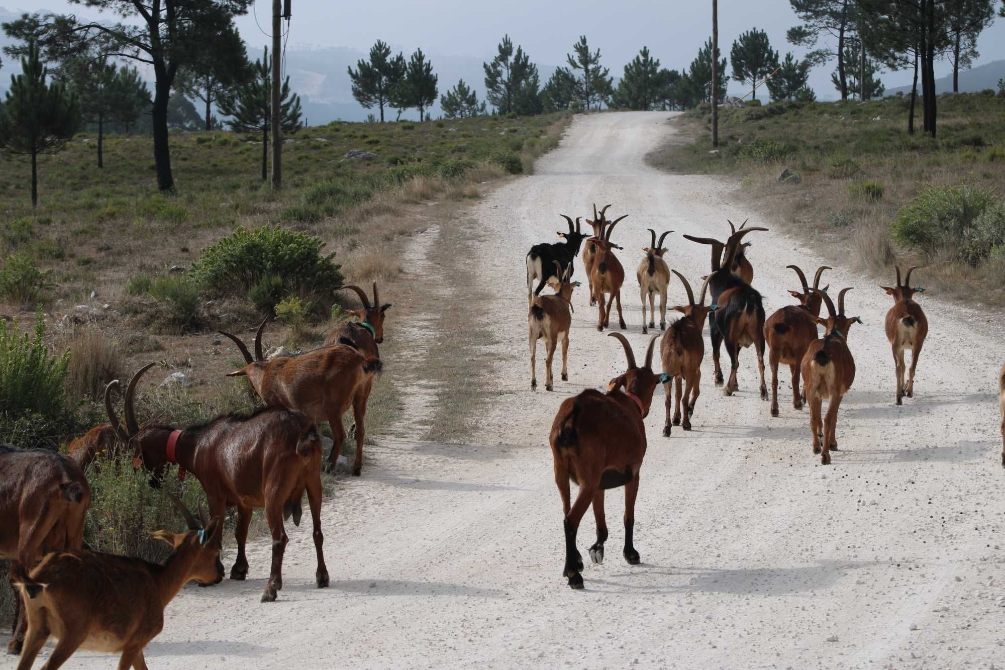 rebanho cabras raça bravia