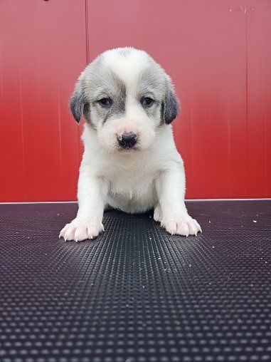 Owczarek środkowoazjatycki